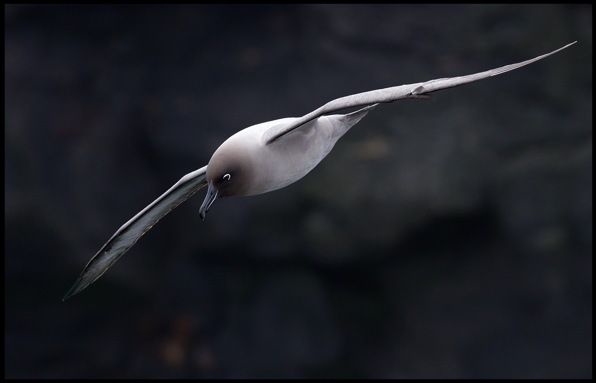 Light-mantled Sooty Albatross - Enderby Island (Auckland Islands)