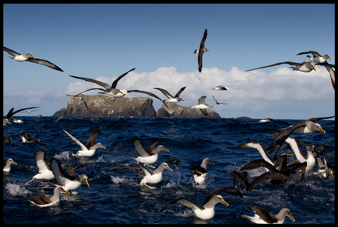 Bullers- and Northern Royal Albatrosses near The Sisters