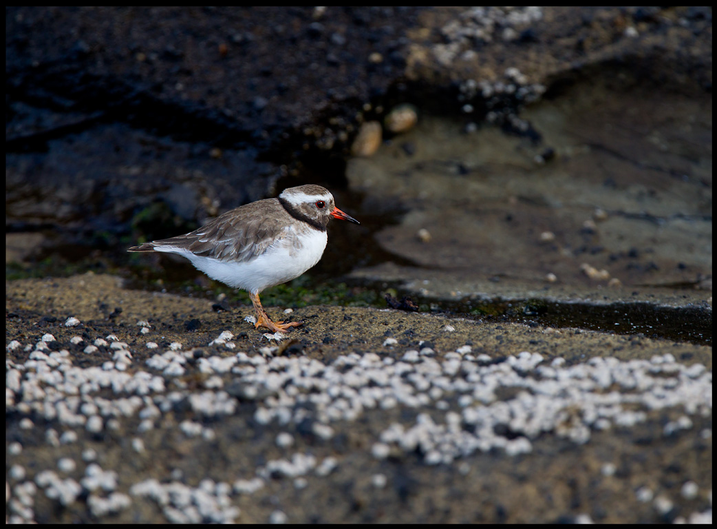 Shore Plover - a rare wader only found at South East Island (Chatham group)