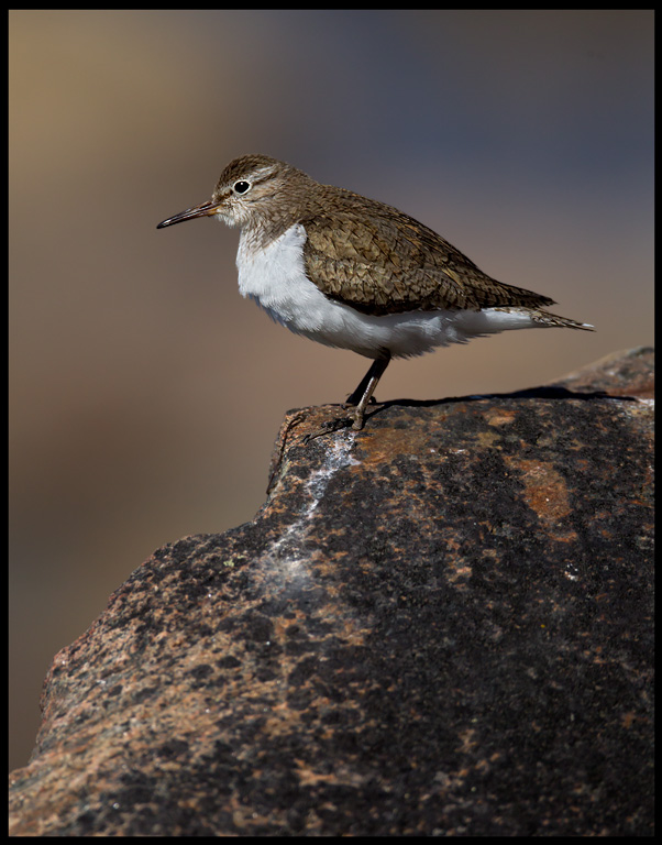 Common Sandpiper (Drillsnppa) Ventlinge