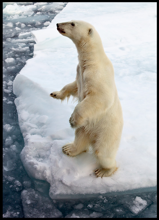 Polar bear tryig to look inside our boat