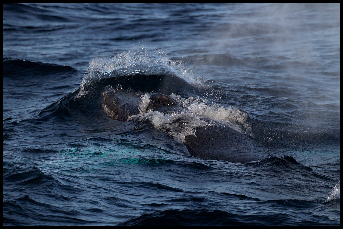 Knlval (Humpback Whale - Megaptera novaeangliae) blowing