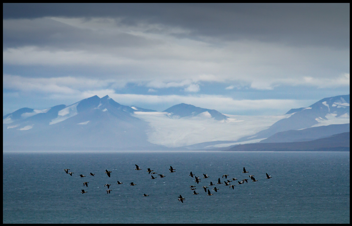 Pink-footed geese (Spetbergsgss - Anser brachyrhynchus) Isfjorden