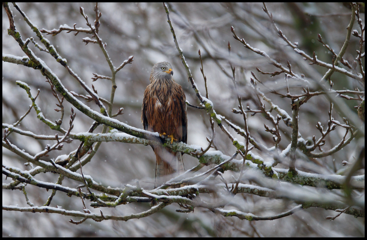 Red Kite during snowfall near Fyledalen