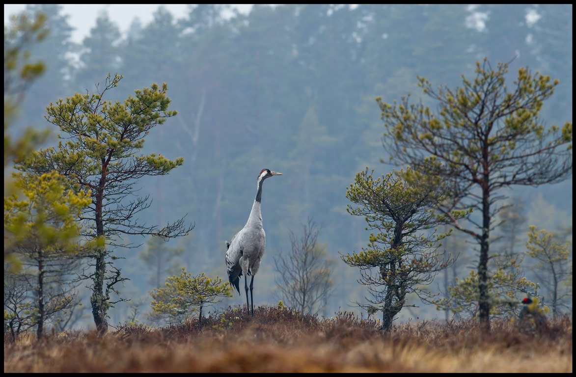 Crane (and Black Grouse) a dull morning at the bog