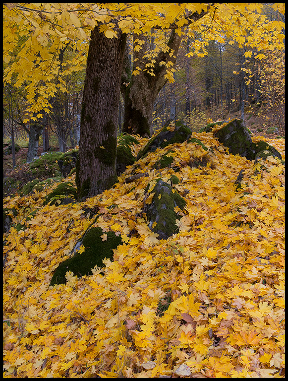 Maple leafs falling - Mlaskog
