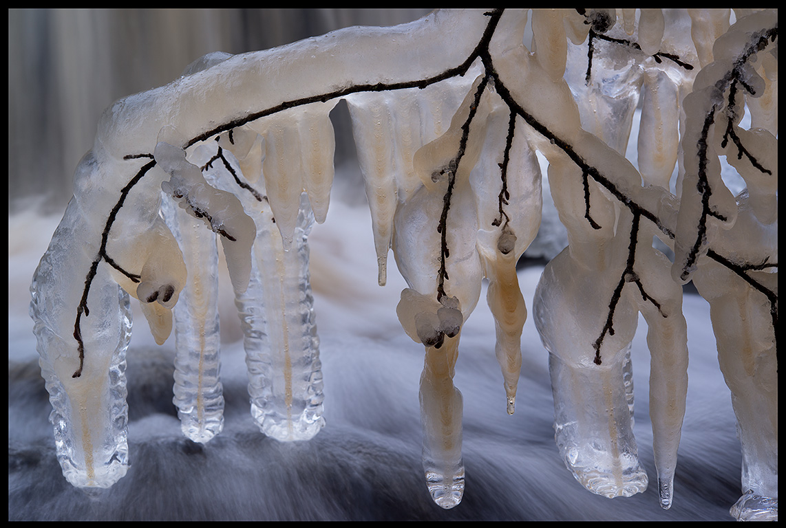 Frozen branches at Kvarndammen - Berg