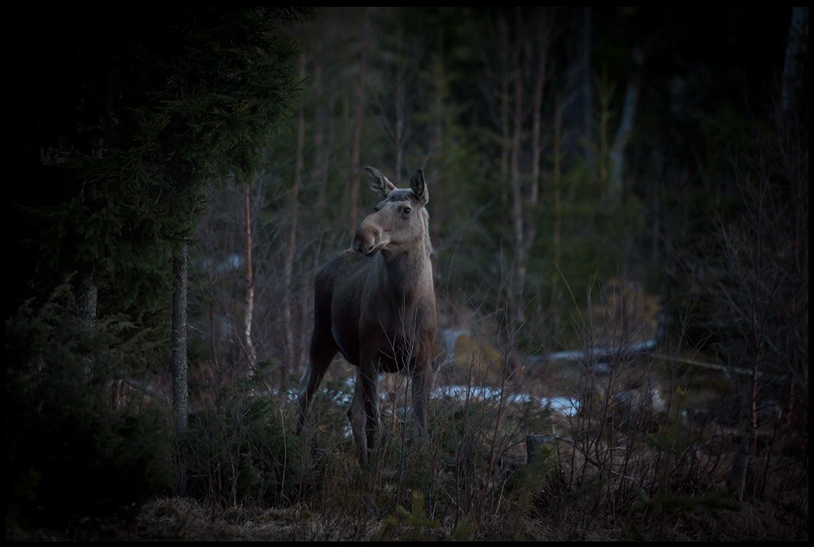 Moose in the middle of the night - Strmsund