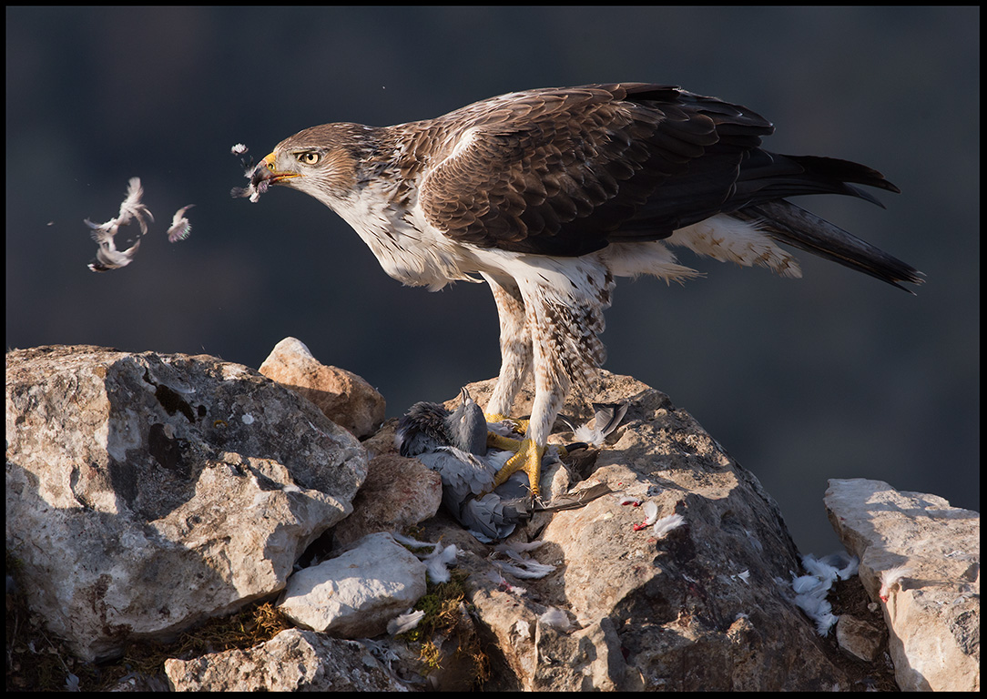 Male Bonelli`s Eagle eating a pigeon (Hkrn plockar en duva)