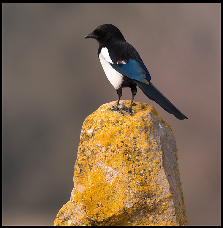 Magpie (Skata)