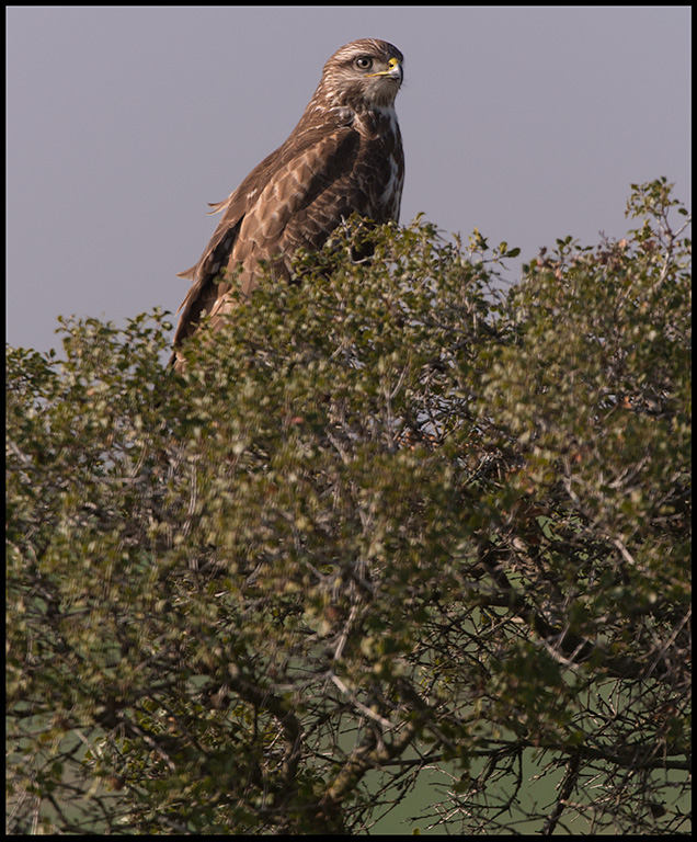 Common Buzzard (Ormvrk)