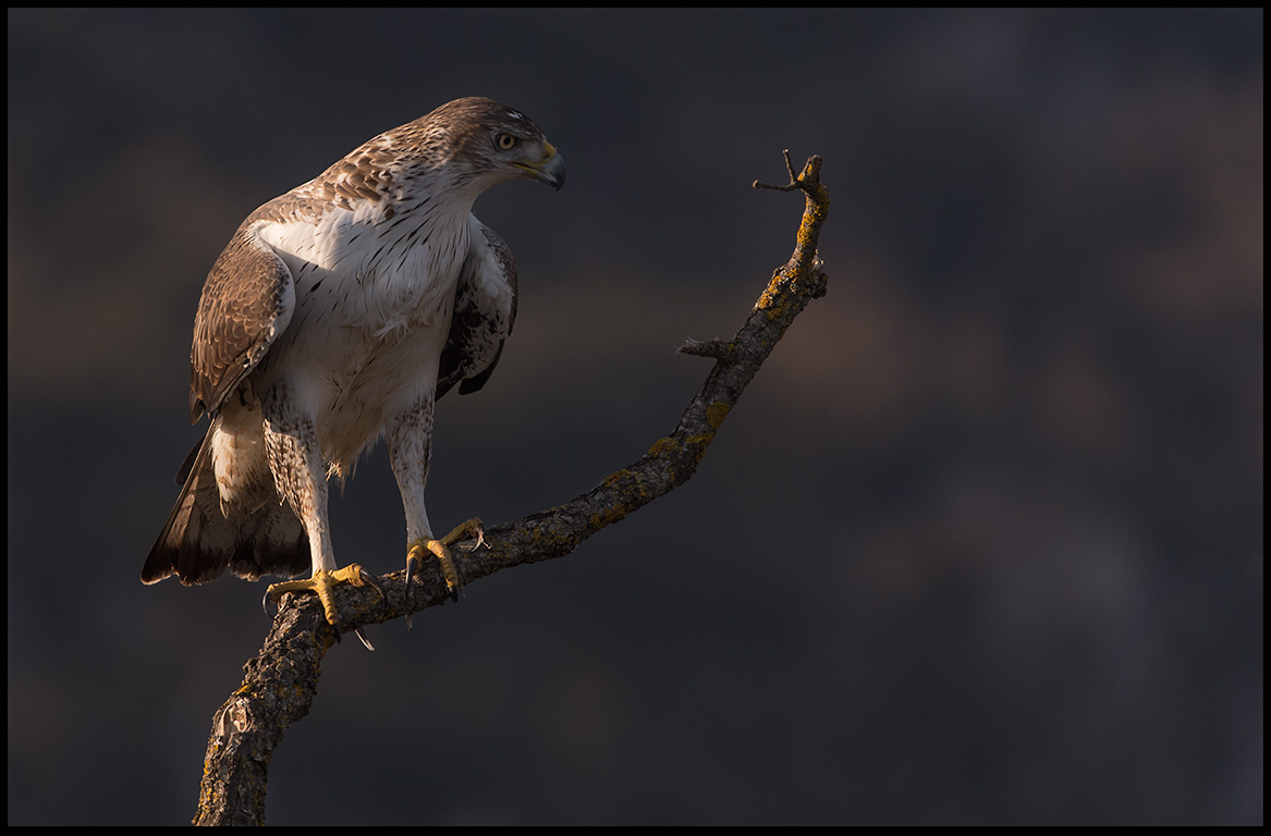 Male Bonelli`s Eagle (Hkrn hane) 