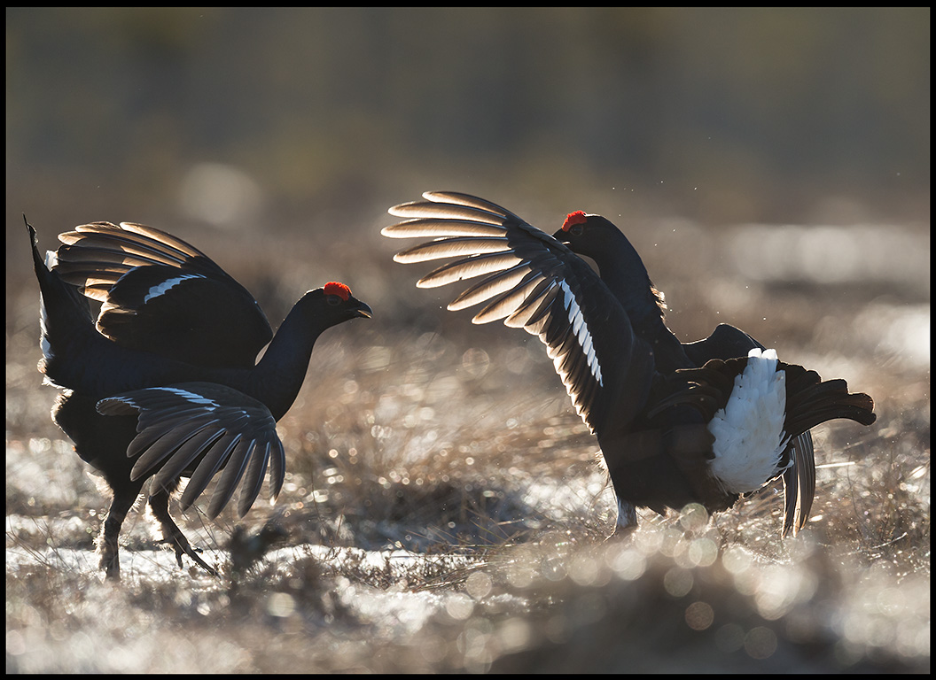 Black Grouse lekking fight