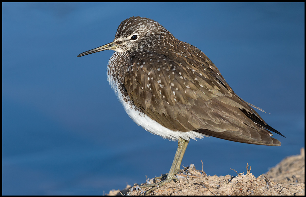 Green Sandpiper (Skogssnppa) - Lidhemssjn