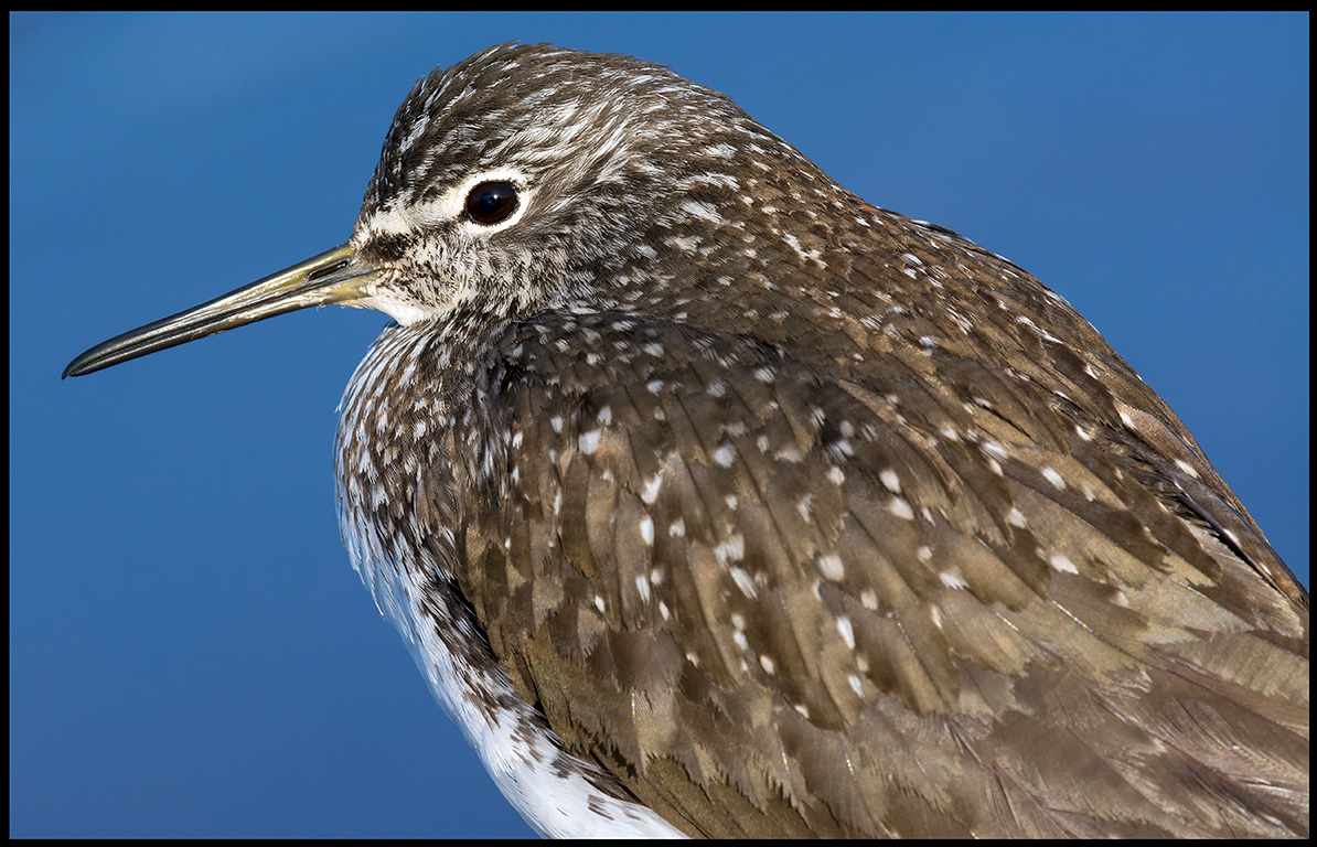 To close!!! A Green Sandpiper (Skogssnppa) less than 4 meters from my hide with a cropped camera....