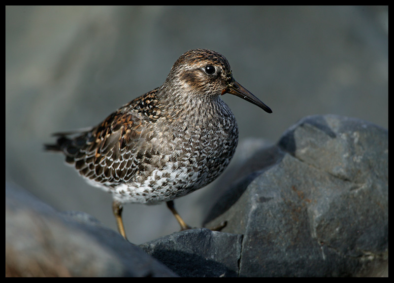 Purple Sandpiper - Varanger Norway 2004