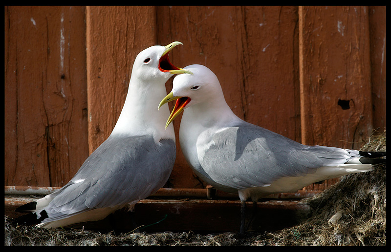 Black-legged Kittiwakes - Norway 2004