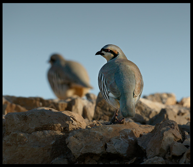 Chukars - Israel 2004