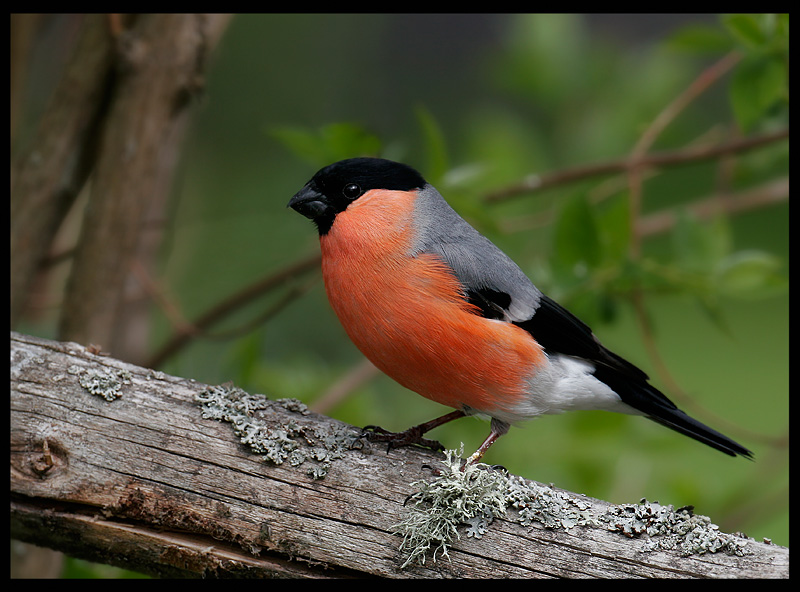 Bullfinch - Sweden 2005