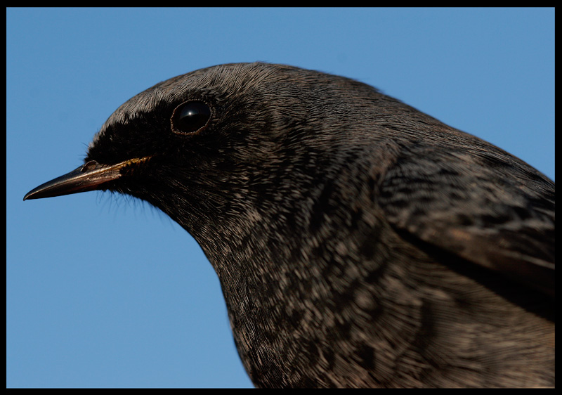 Black Redstart - Ottenby Sweden 2005