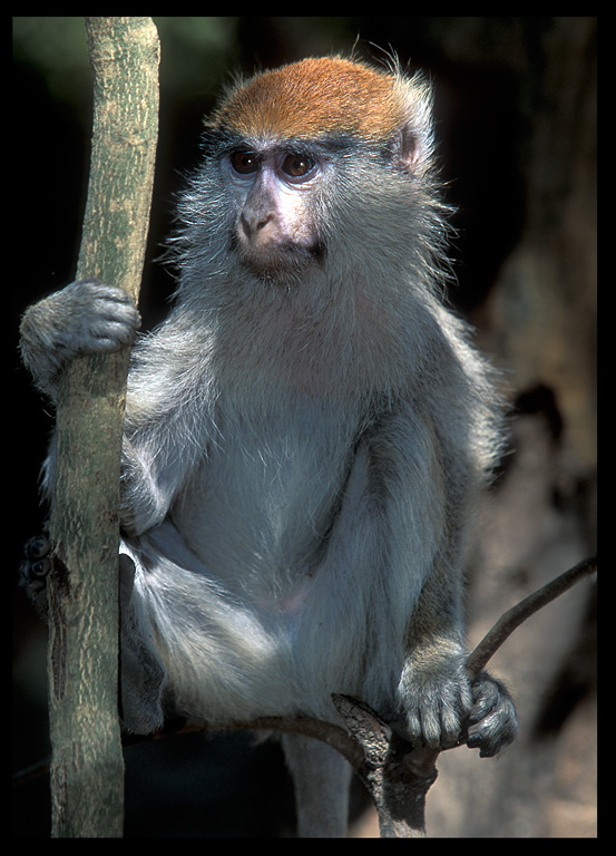 Patas Monkey (Erythrocebus patas)