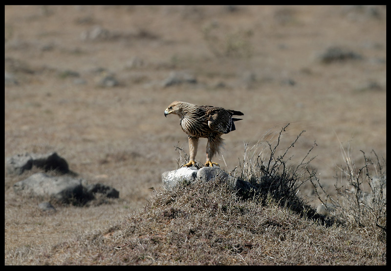 Imperial Eagle - Salalah