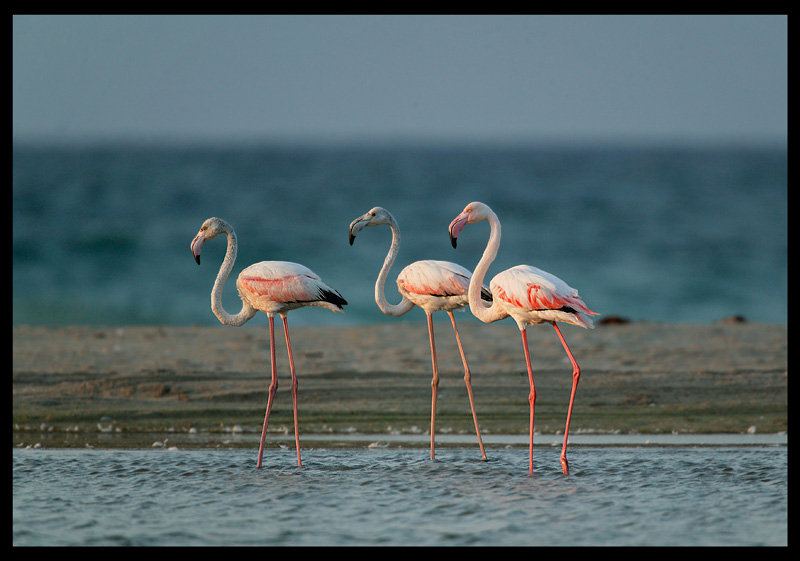 Greater Flamingo - Salalah