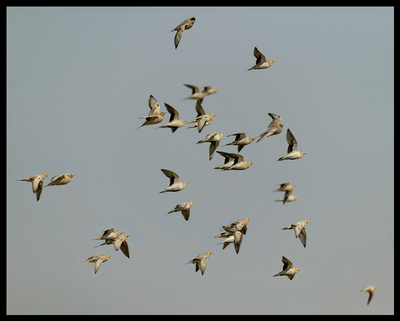 Spotted Sandgrouses - Muntasar Oasis