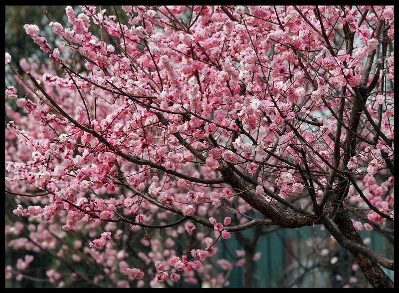 Spring colors in Xian
