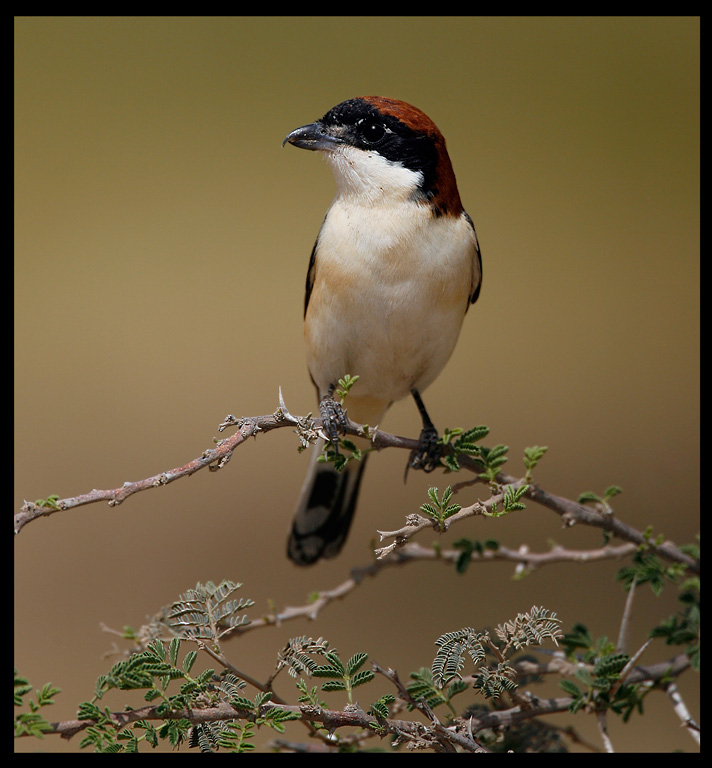 Woodchat Shrike