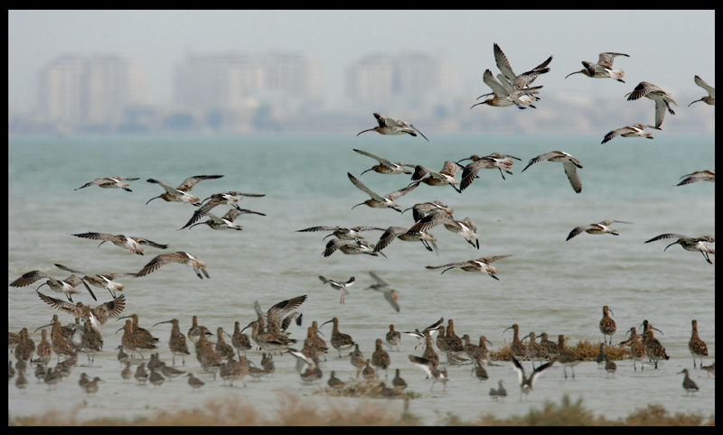 High tide with Curlews near Kuwait City
