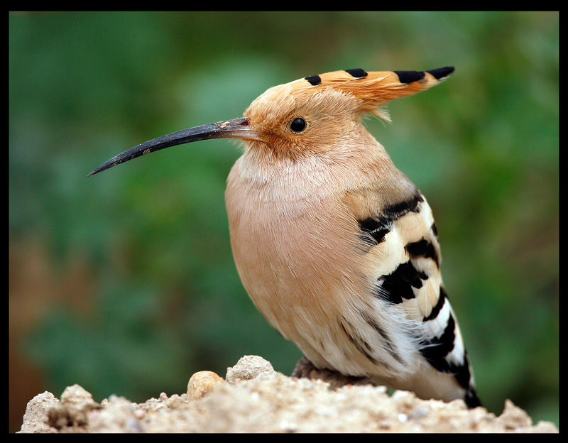 Hoopoe in Al Abraq oasis
