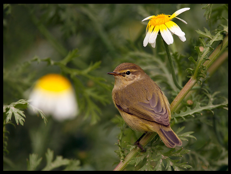 Ciff-chaff in nice surroundings - Al Abraq oasis