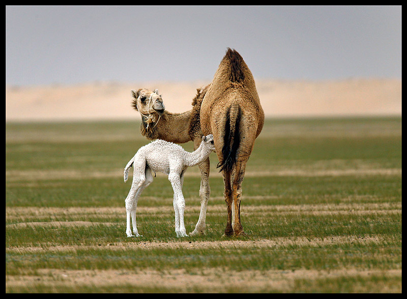 Mother and child Dromedary (Camelus dromedarius) - Western desert near Al Abraq