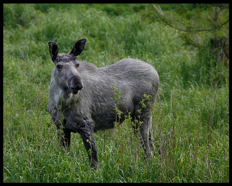 Young pale moose - Jssund Flatanger