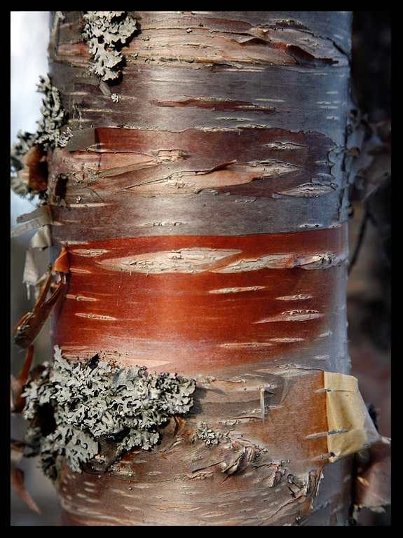 Fjell Birch by  nn Lake