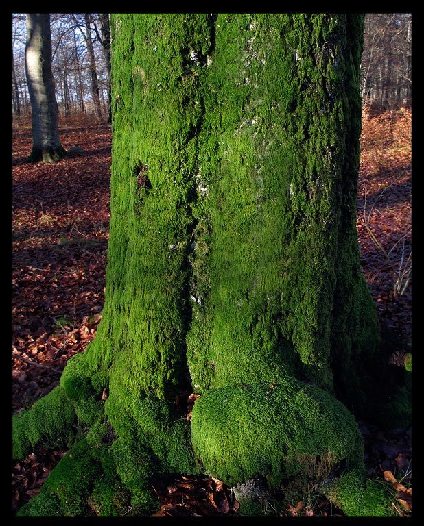 Gren lichen - Bokhultet Vxj 2004