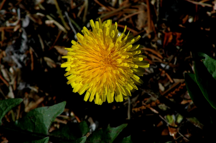DSC_2543A.JPG