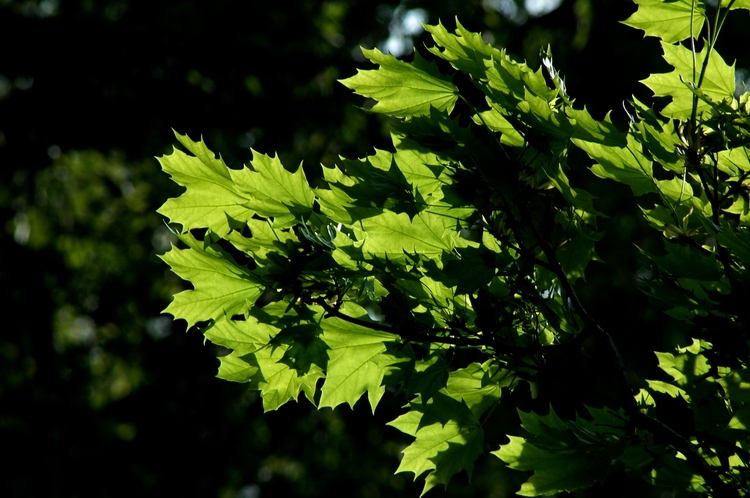 DSC_2611a.JPG