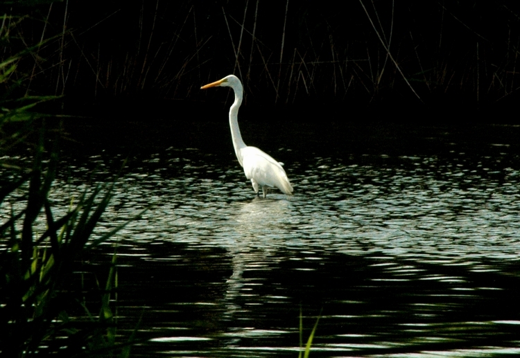 DSC_3929c.JPG