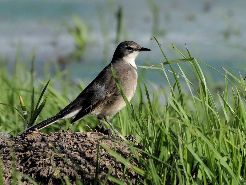 800wagtail2aP7102739.jpg