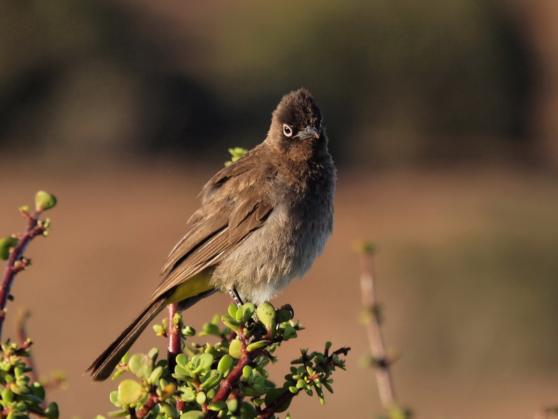 800bulbul4aP1066943.jpg