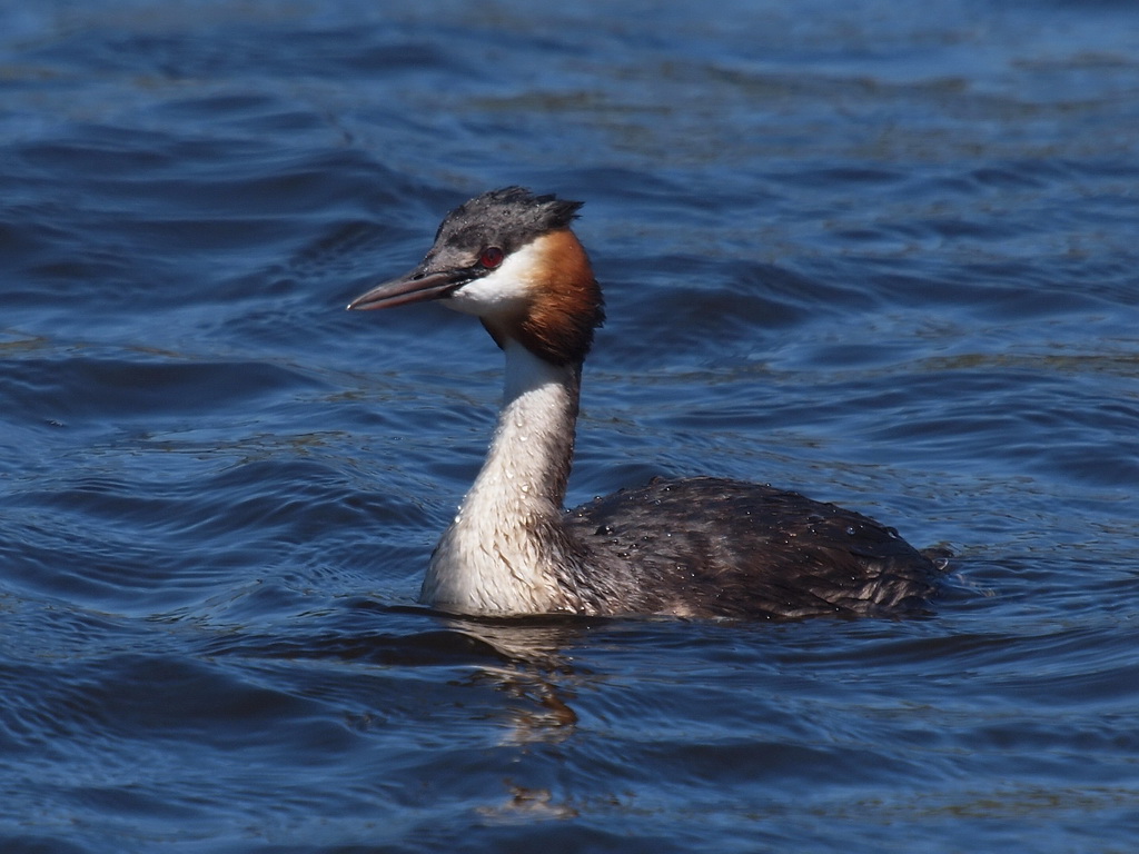 Greater Crested Grebe