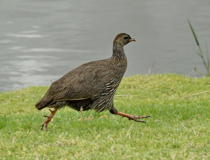Cape Francolin