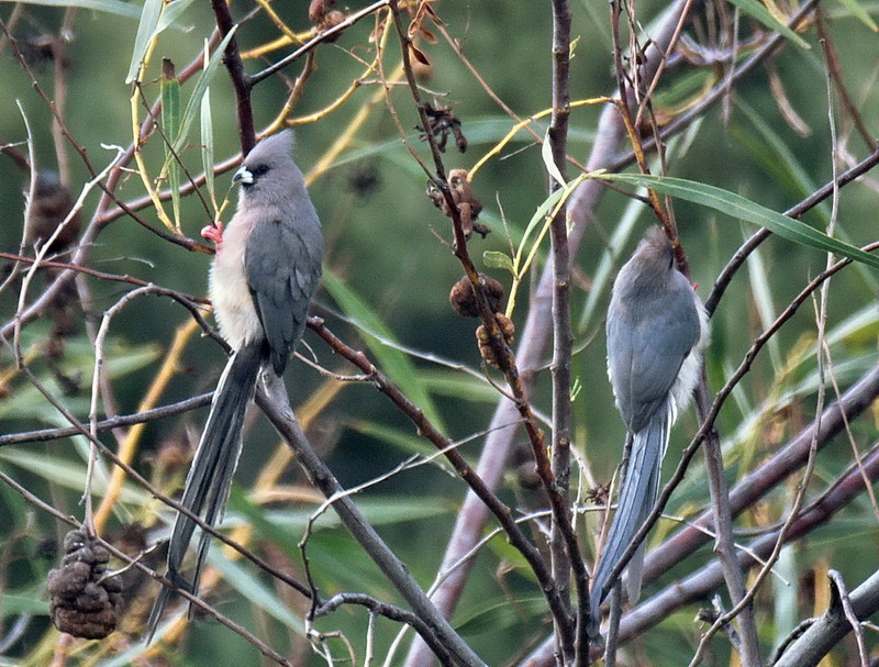 White Backed Mouse Bird