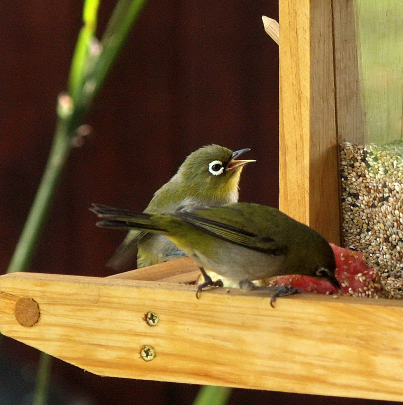 Cape White Eye With Baby