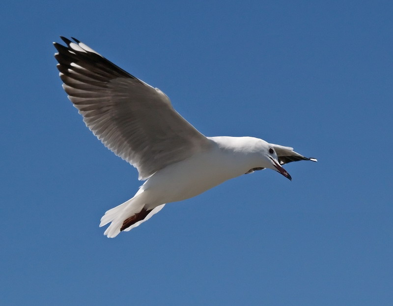 Gull6