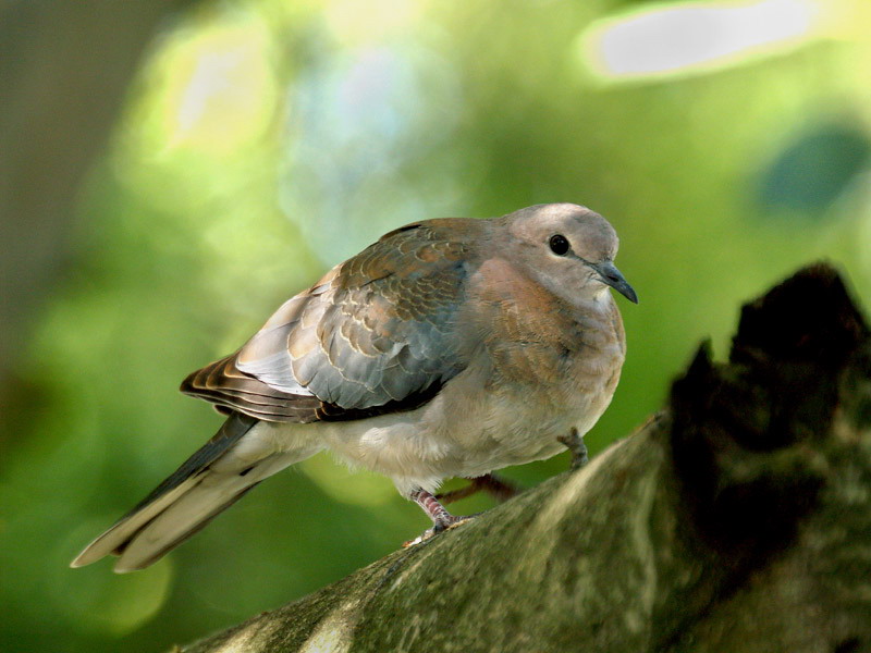 Laughing Dove