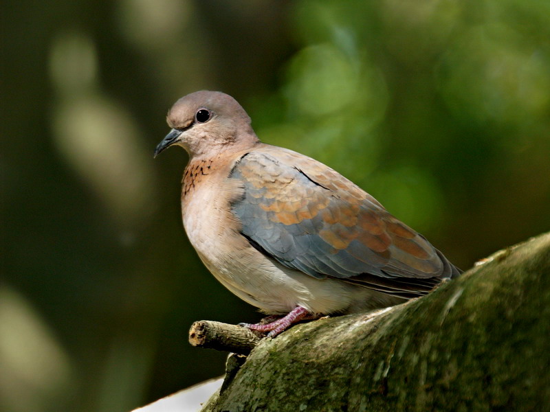 Laughing Dove
