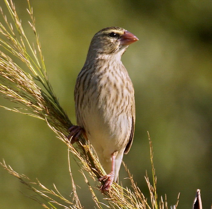 Southern Red Bishop